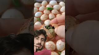 Half fertilizer eggs 😳 unbelievable 😮 amazingfacts food streetfood amazing factsinhindi shorts [upl. by Sinai]