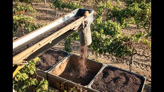 How Dried On The Vine Raisins Are Grown And Harvested in California [upl. by Rip]