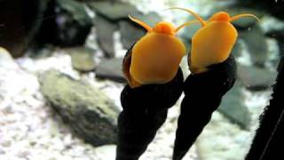 Pair of Orange Tylomelania sp Yellow snails [upl. by Mavis690]