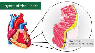 The Heart [upl. by Aicirpac]