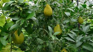 Microcitrus virgata quotSidney hybridquot M australasica X M australis [upl. by Amo]