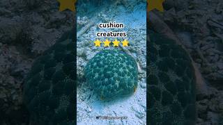 This is a Cushion Star [upl. by Hanforrd]