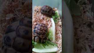 TURTLE FEED shortvideo viralvideo petlover [upl. by Mcevoy]