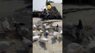 🕊️😉 subscribe kabutar trending shorts ytshorts video kabootar pigeon [upl. by Weil285]