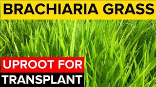 How To TRANSPLANT Brachiaria Grass  Mulato Grass [upl. by Shirline]