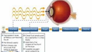 Physiology of the Cornea [upl. by Orfield896]