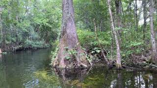 Wakulla Springs Boat Tour in Tallahassee Florida [upl. by Mcclary]