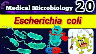 Escherichia coli Part 3 شرح بالعربي Treatment amp Pathogenesis amp Virulence Factors [upl. by Freda715]