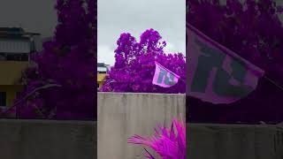 Tá tudo roxo [upl. by Leraj]