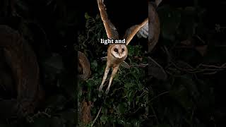 The owl hunts at night finding opportunity in the dark Trust that light and possibility exist in [upl. by Leuqim]