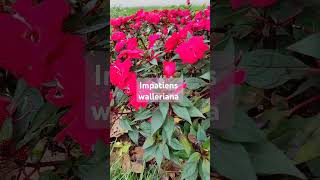 Impatiens walleriana asmr naturelover shortvideo [upl. by O'Malley301]