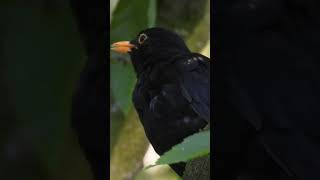 blackbird singing 5 [upl. by Lee]