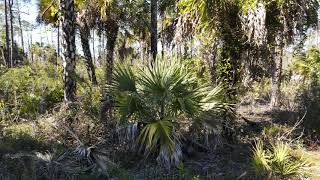 Serenity Park Naples Florida [upl. by Nottage937]