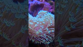 Can You Name This Coral [upl. by Rawdon]