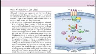 OTHER MECHANISM OF CELL DEATH AND AUTOPHAGY [upl. by Naired]