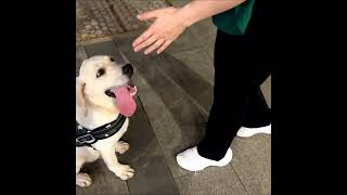 LONG TONGUE DOG shorts shortvideo [upl. by Laikeze]