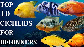 Top 10 Cichlids For Beginners cichlid beginners africancichlids [upl. by Dorkus]