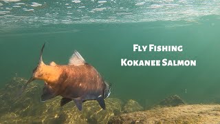 Fly fishing for Kokanee Salmon [upl. by Yrrat]