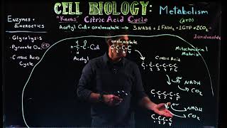 The Citric Acid Cycle An Overview [upl. by Erkan]