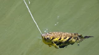 Amazing Archerfish A Fish That Spits With Perfect Aim [upl. by Annala]