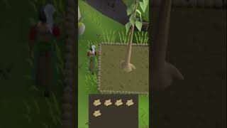 Fastest Woodcutting XP in OSRS 🌳🪓 [upl. by Livvie87]