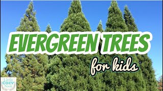 🌲 Evergreen Trees 🌲  EDUCATIONAL Video for Kids [upl. by Alleciram]