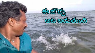 ఈ బొచ్చ ఆట ఆడుతుంది yatala shankar vlogs యాటల శంకర్ చేపల వీడియో🐟 [upl. by Coates267]