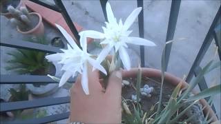 Pancratium maritimum Giglio di mare [upl. by Nassi744]