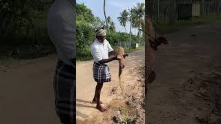 மீனை பார்த்து பயந்தோடும் நாய் enathuarandog fishing [upl. by Arba]