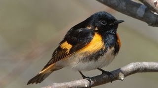 American Redstart Portrait [upl. by Ahsienek124]