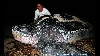 Sea Turtles of Palm Beach County Florida [upl. by Nauht]