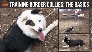 Training Border Collies The Basics [upl. by Janeta]