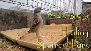 HSP20240110 Todays sparrow stretches out and looks like a different bird [upl. by Vaden481]