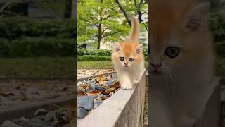 Cute cat 😺😺love shorts comedy funnyvideo billi cat catvideo catlover [upl. by Nnaer119]