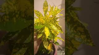 Croton plant care tips garden croton shorts ytshorts [upl. by Hibbitts]