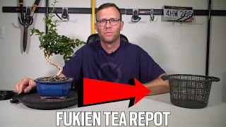 Repotting My Fukien Tea Bonsai  Carmona [upl. by Nekcarb]