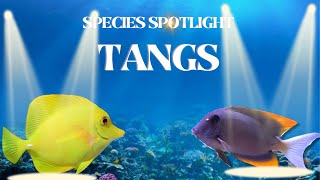 All about the Most popular TANG species for your Reef Tank  Species Spotlight Series 3 [upl. by Hertzog924]