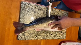 How To Fillet MASSIVE Walleye [upl. by Niall]