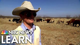 Cattle Ranching in the Texas Panhandle [upl. by Hulbard86]