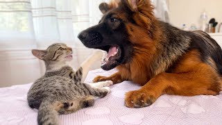 German Shepherd vs Kitten [upl. by Yahsram]