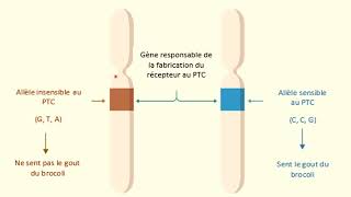 Chapitre 2 expression de linformation génétique et spécialisation cellulaire v [upl. by Marelda]