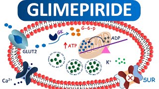 Glimepiride tablets for type 2 Diabetes Mellitus [upl. by Leilah277]