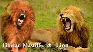 Tibetan Mastiff vs Lion [upl. by Sharman]