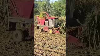 Corn stalk harvesting [upl. by Schnabel]