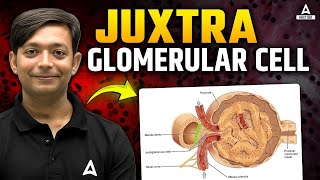 JG Cells amp Kidney Regulation  Juxtaglomerular Cells Explained for NEET 2025  5Minute Series [upl. by Aicenod]