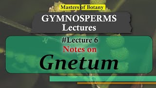 Lecture 7  Gnetum General features amp Life Cycle  Gymnosperm Lecture Notes [upl. by Dorion]