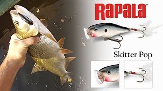 Rapala Skitter Pop 05 CH [upl. by Bilbe]