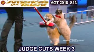 The Savitsky Cats FULL PERFORMANCE New Cats amp Tricks Americas Got Talent 2018 Judge Cuts 3 AGT [upl. by Aulea826]