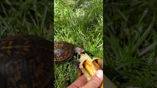 Some Times I have to Share my Banana with Splinter 🍌 reptile turtles shorts banana [upl. by Noelc]