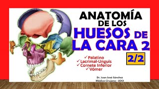 🥇 HUESOS DE LA CARA 22  Cornete Inferior Vomer Palatino Lacrimal [upl. by Aseela]